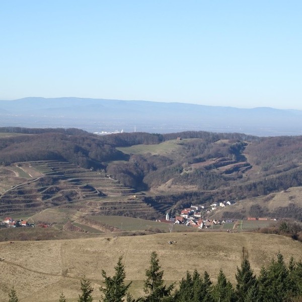 Blick auf die Terrassen der Weinreben im Kaiserstuhl