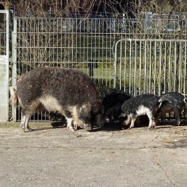 Wildschwein